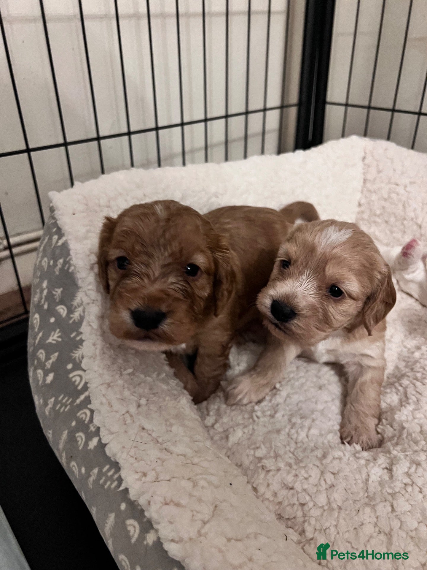 Cockapoo dogs Beautiful cockapoo puppies - 1 male & 3 females  - Advert 2