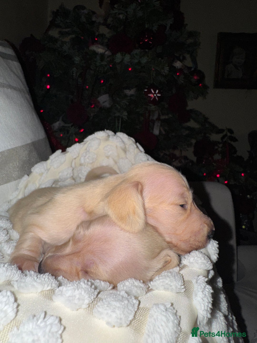 Dachshund dogs for sale: Stunning litter-cream miniature dachshund puppies - Advert 17