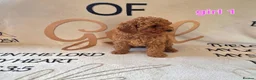 Cockapoo dogs for sale: F1BB cockapoos  - Advert 7