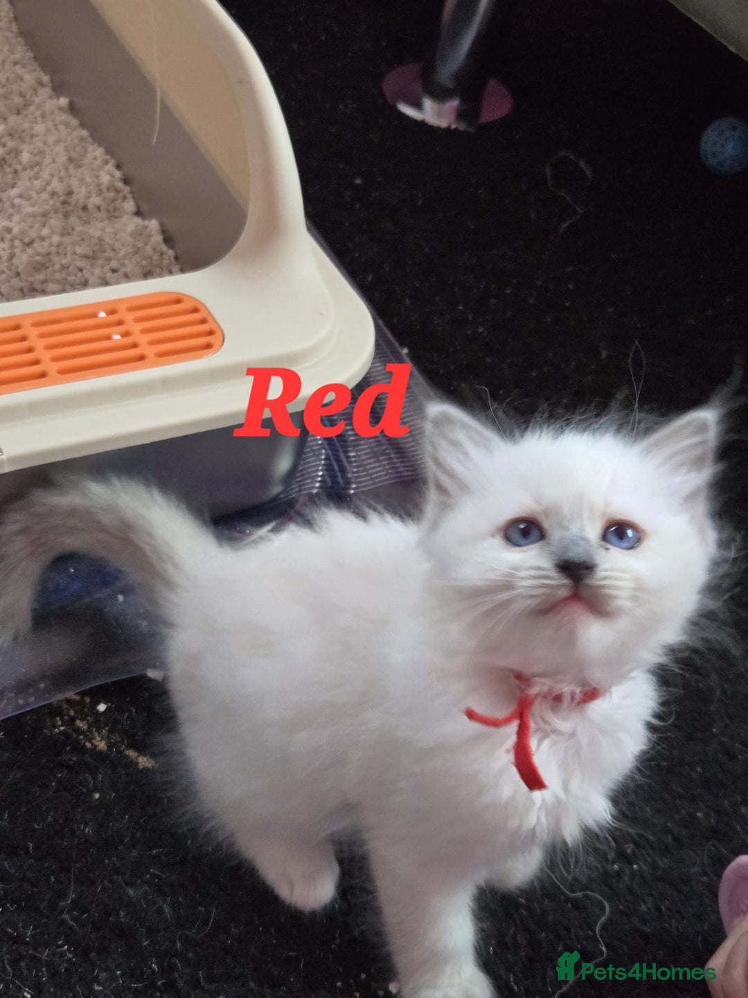 Ragdoll cats for sale: Pure Ragdoll Kittens (Mitted) - Image 18