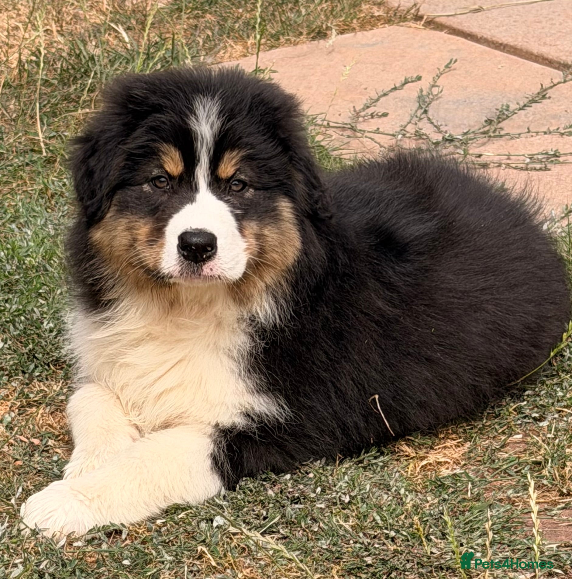Australian Shepherd dogs Stunning Australian Shepherd Puppies  - Advert 5