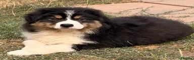 Australian Shepherd 2