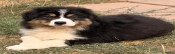 Australian Shepherd dogs for sale: Stunning Australian Shepherd Puppies  - Advert 1