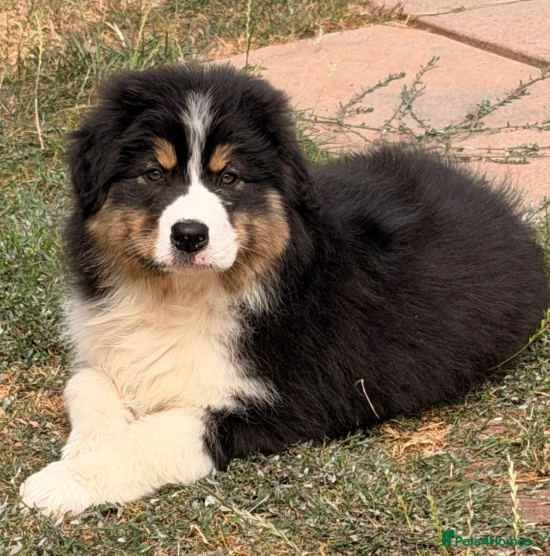 Australian Shepherd dogs for sale: Stunning Australian Shepherd Puppies  - Advert 1