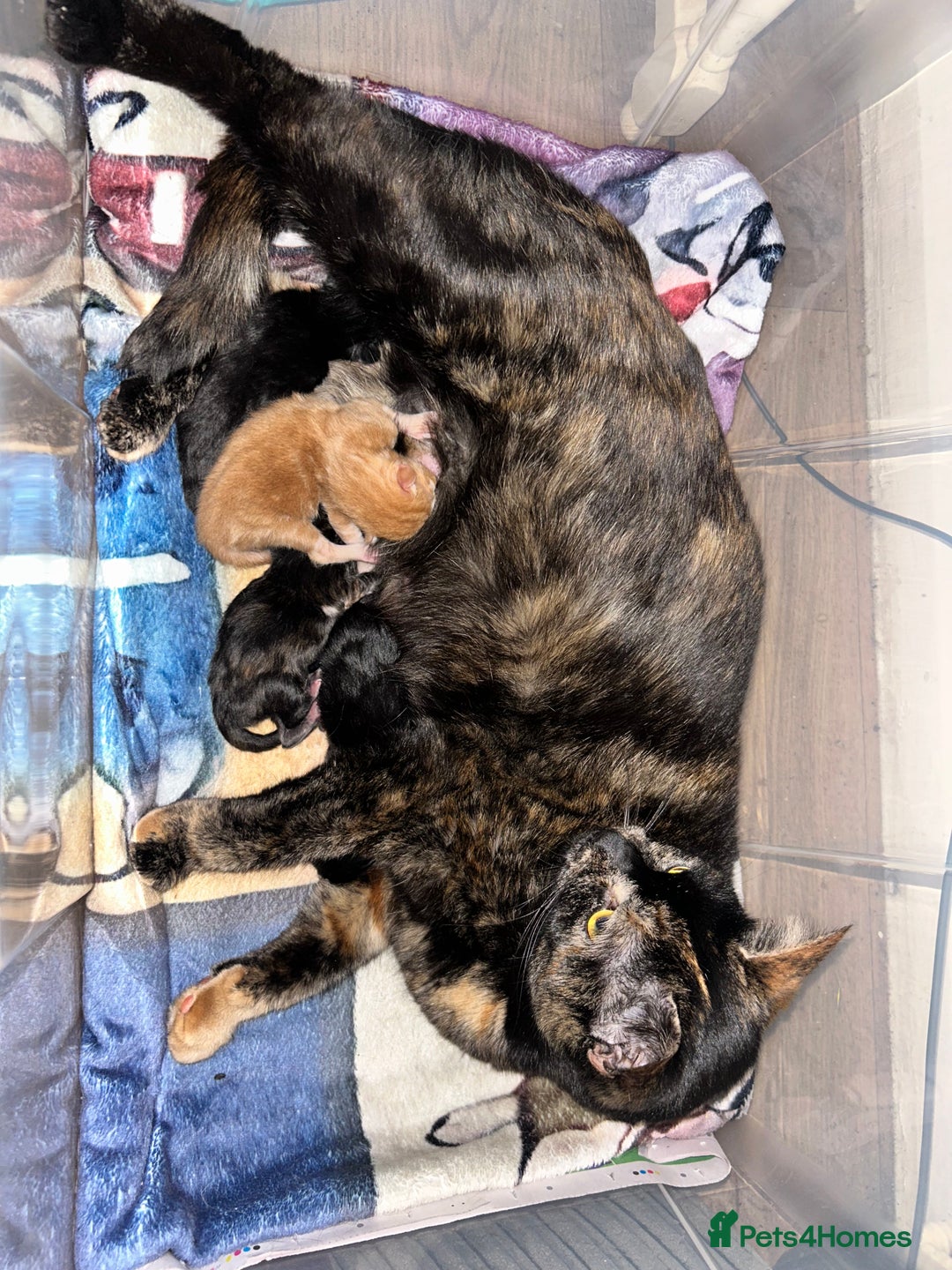 Maine Coon cats for sale: Black smoked boy  - Image 23