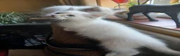 Ragdoll cats for sale: Beautiful brother and sister Ragdoll kittens - Advert 16