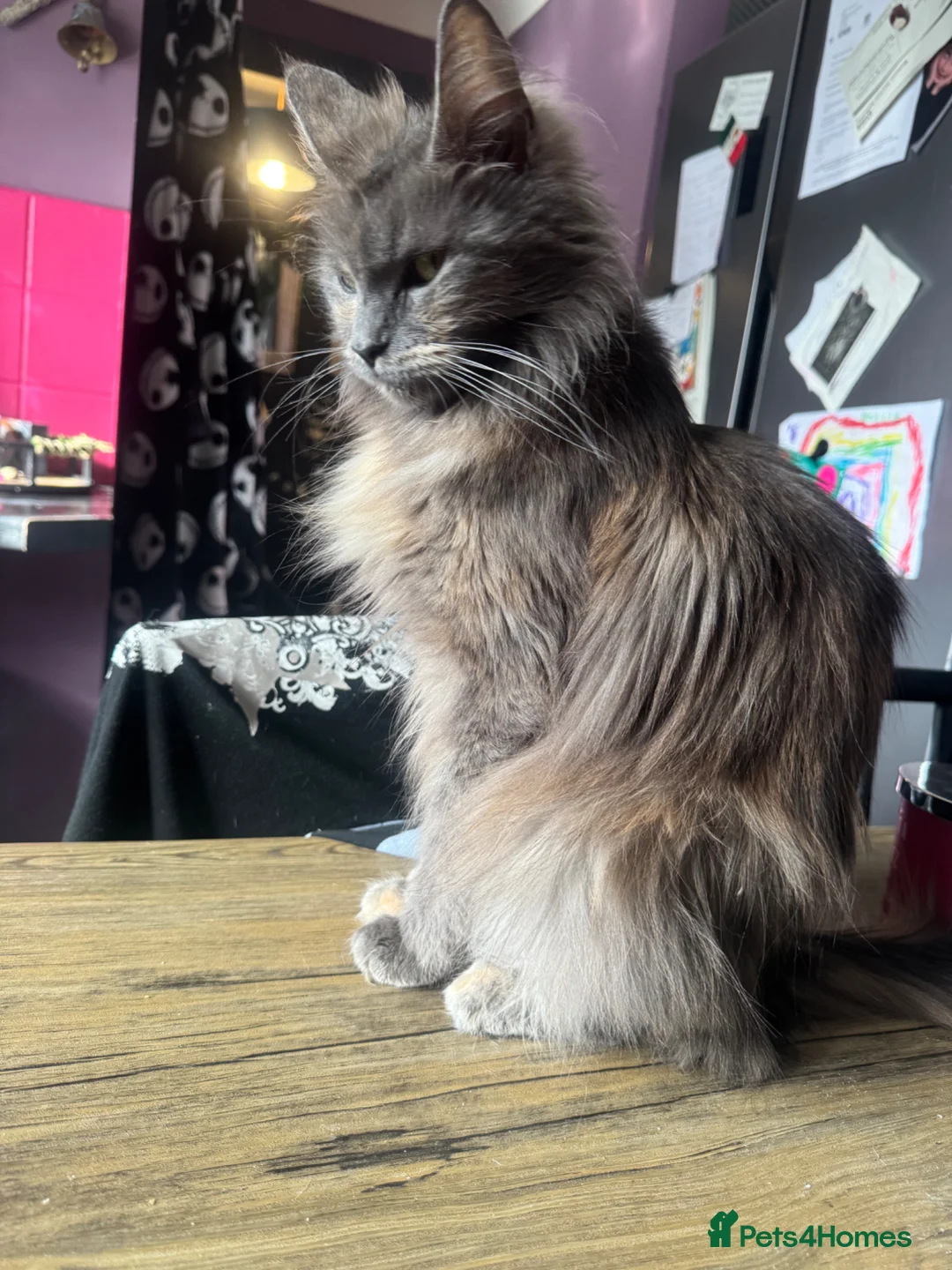 Maine Coon cats for sale: Maine Coon kittens  in Penrith - Advert 8