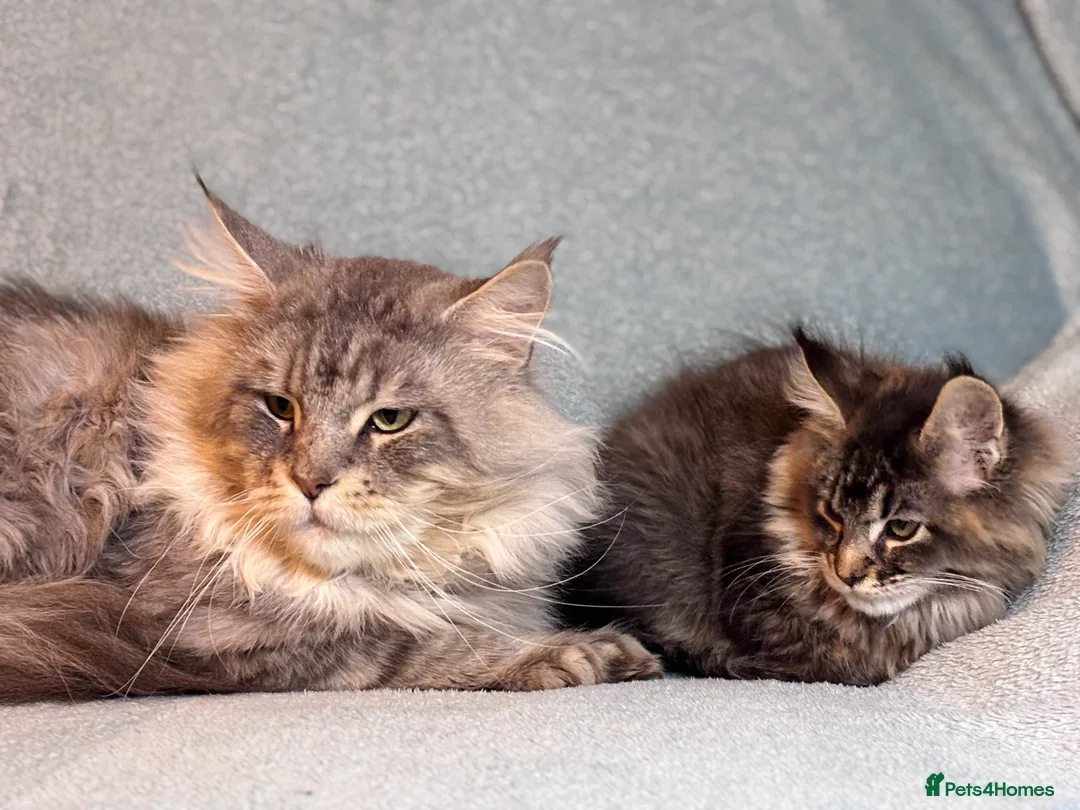Maine Coon cats for sale: TICA registered Maine Coon Kitten  - Advert 9