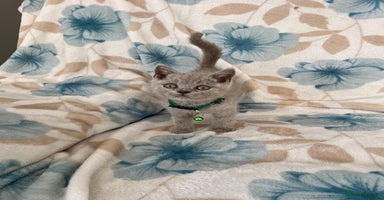 British Shorthair cats - Advert 12