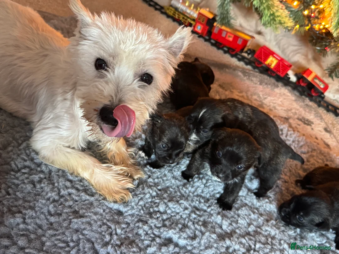Mixed Breed dogs for sale: West highland cross Scottish terriers 2 left!  - Advert 2
