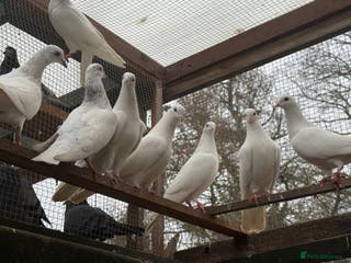Pigeons birds Malvai , Patti walay pigeons for sale - Advert 5