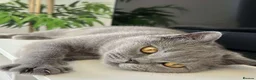 British Shorthair cats for sale: Blue british shorthair (last remaining) 🐾 - Advert 1