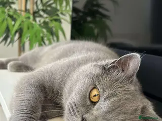 British Shorthair cats Blue british shorthair (last remaining) 🐾 - Advert 11