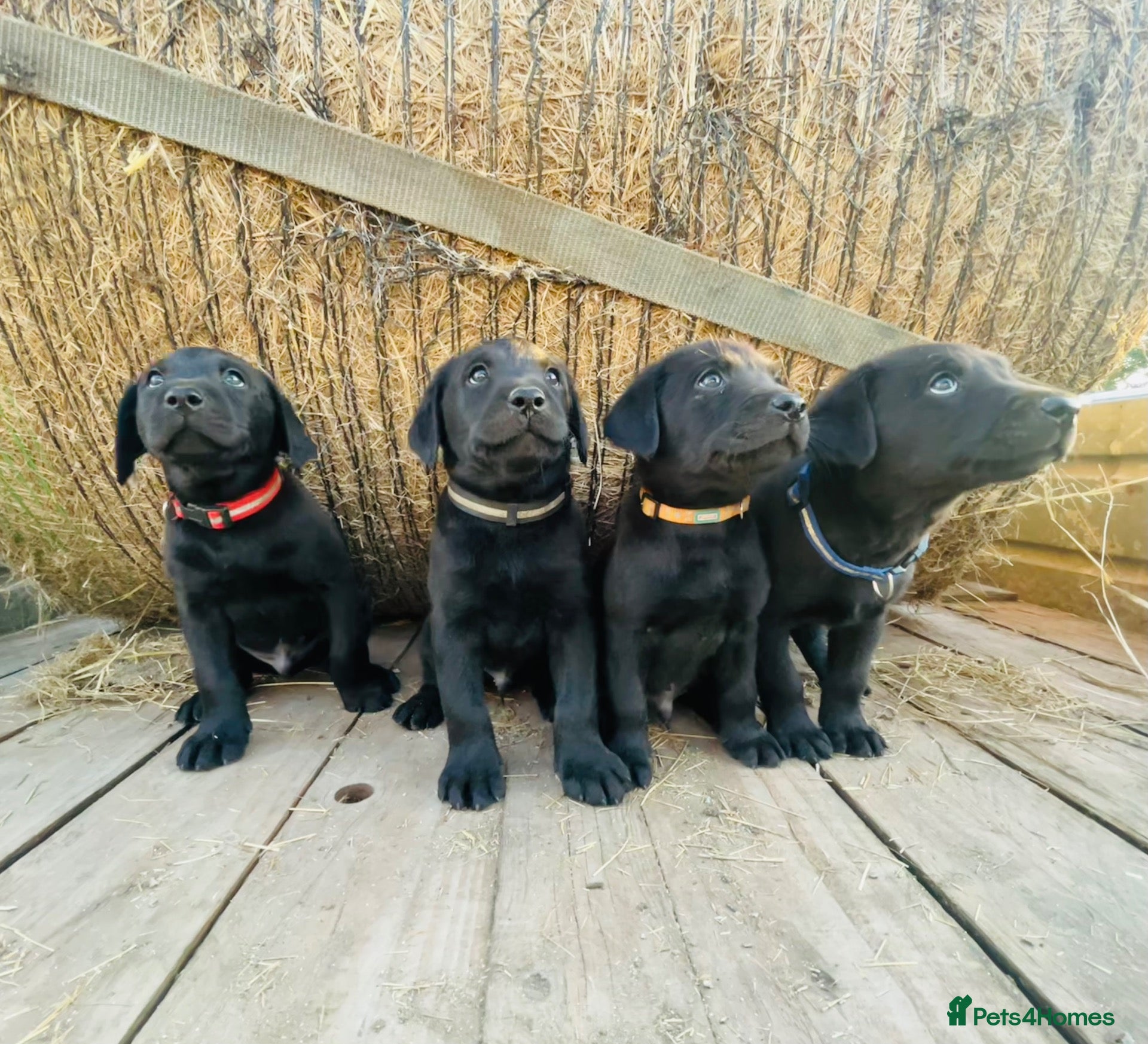 Labrador Retriever dogs Male Working Labrador puppies - Advert 7