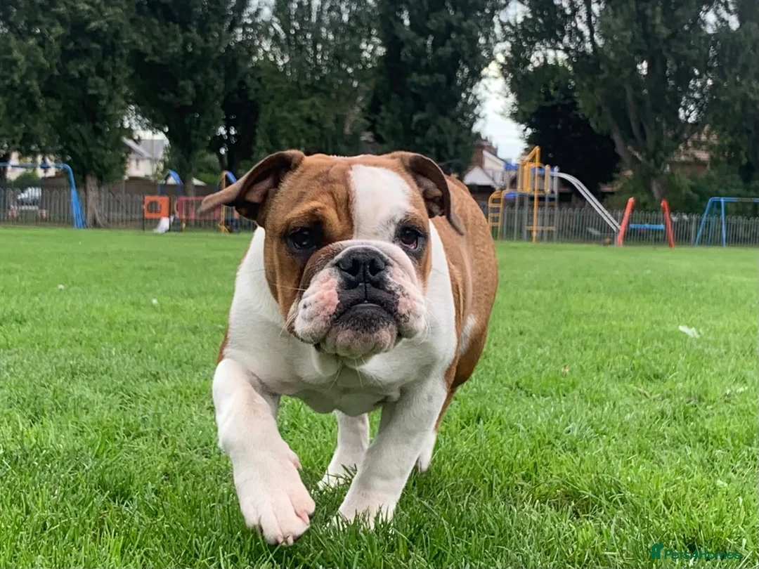 English Bulldog dogs for sale: Kc Registered Red & White Female British Bulldog - Advert 2