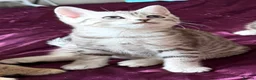 Mixed Breed cats for sale: STUNNING SCOTTISH BENGAL HYBRID KITTENS - Advert 14