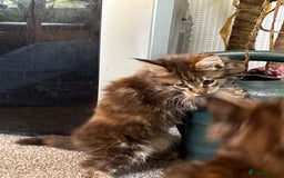 Maine Coon cats for sale: 🐾🐈‍⬛10 week old Maine coon kittens🐈‍⬛🐾 - Image 5