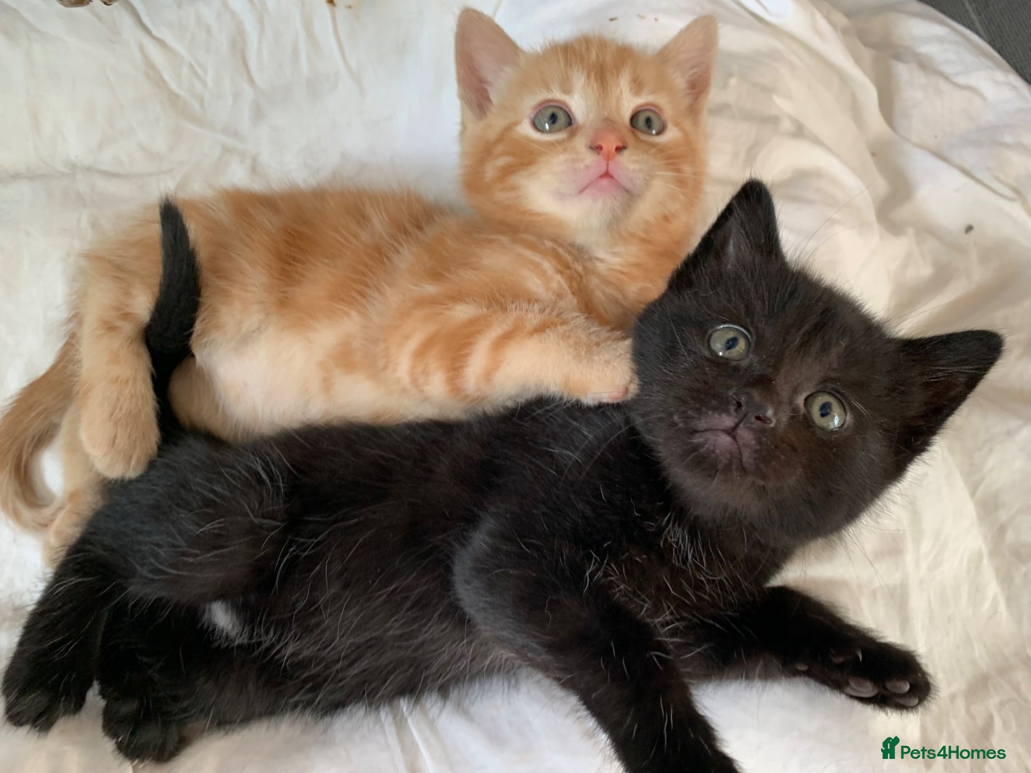 Turkish Angora Kitten 1