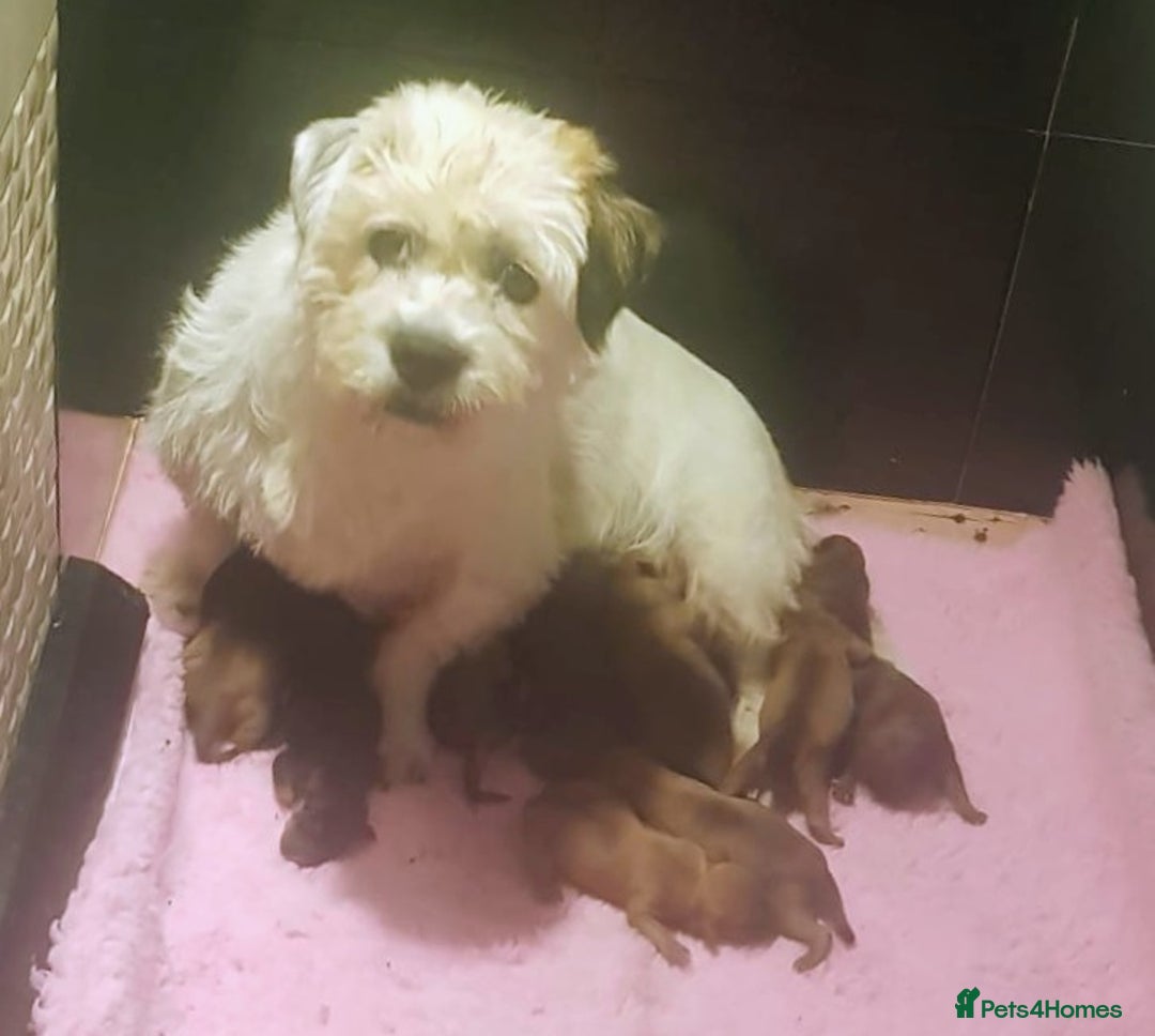 Mixed Breed dogs for sale: Adorable pups for sale - Image 5