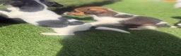 Jack Russell dogs for sale: 5 beautiful Jack Russell puppies  in Wickford - Advert 17