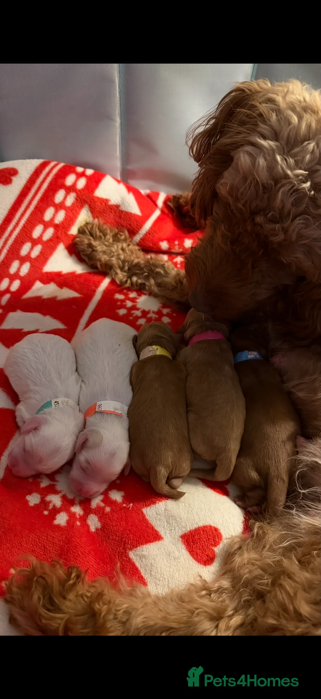 Cockapoo dogs for sale: Gorgeous Cockapoos - Advert 8