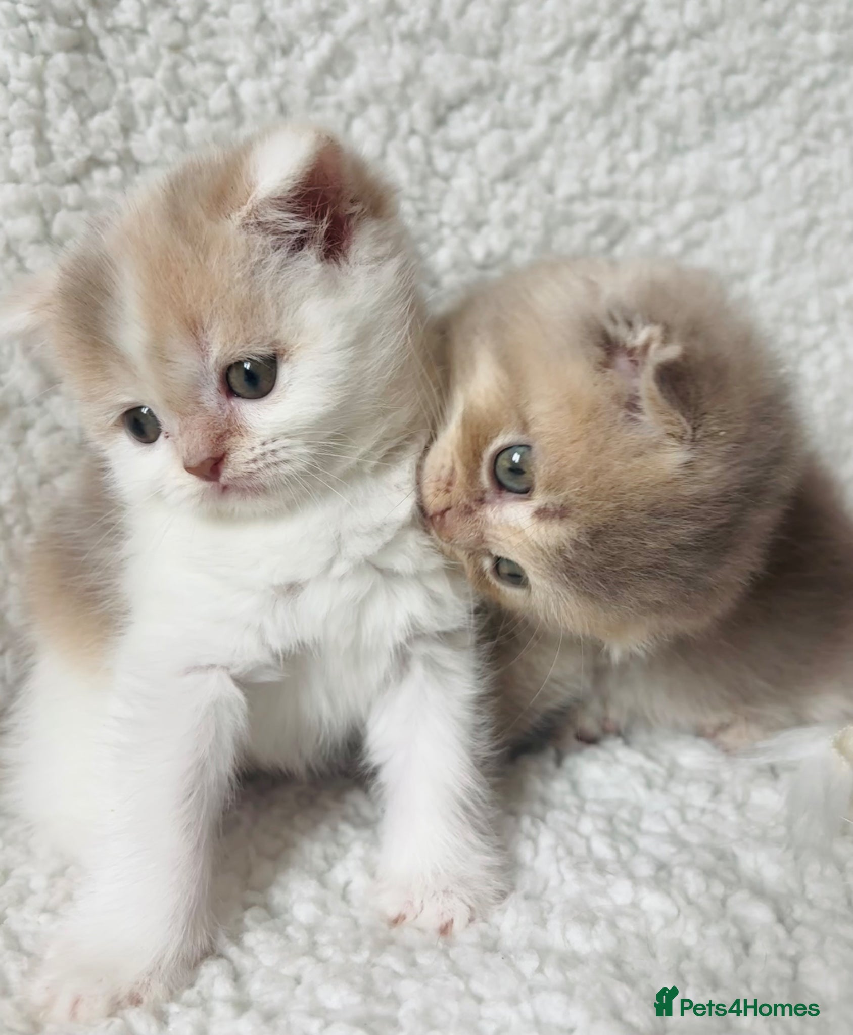 Scottish Fold cats Pedigree Adorable Scottish Fold Kittens  - Advert 18