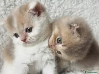 Scottish Fold cats Pedigree Adorable Scottish Fold Kittens - Advert 18