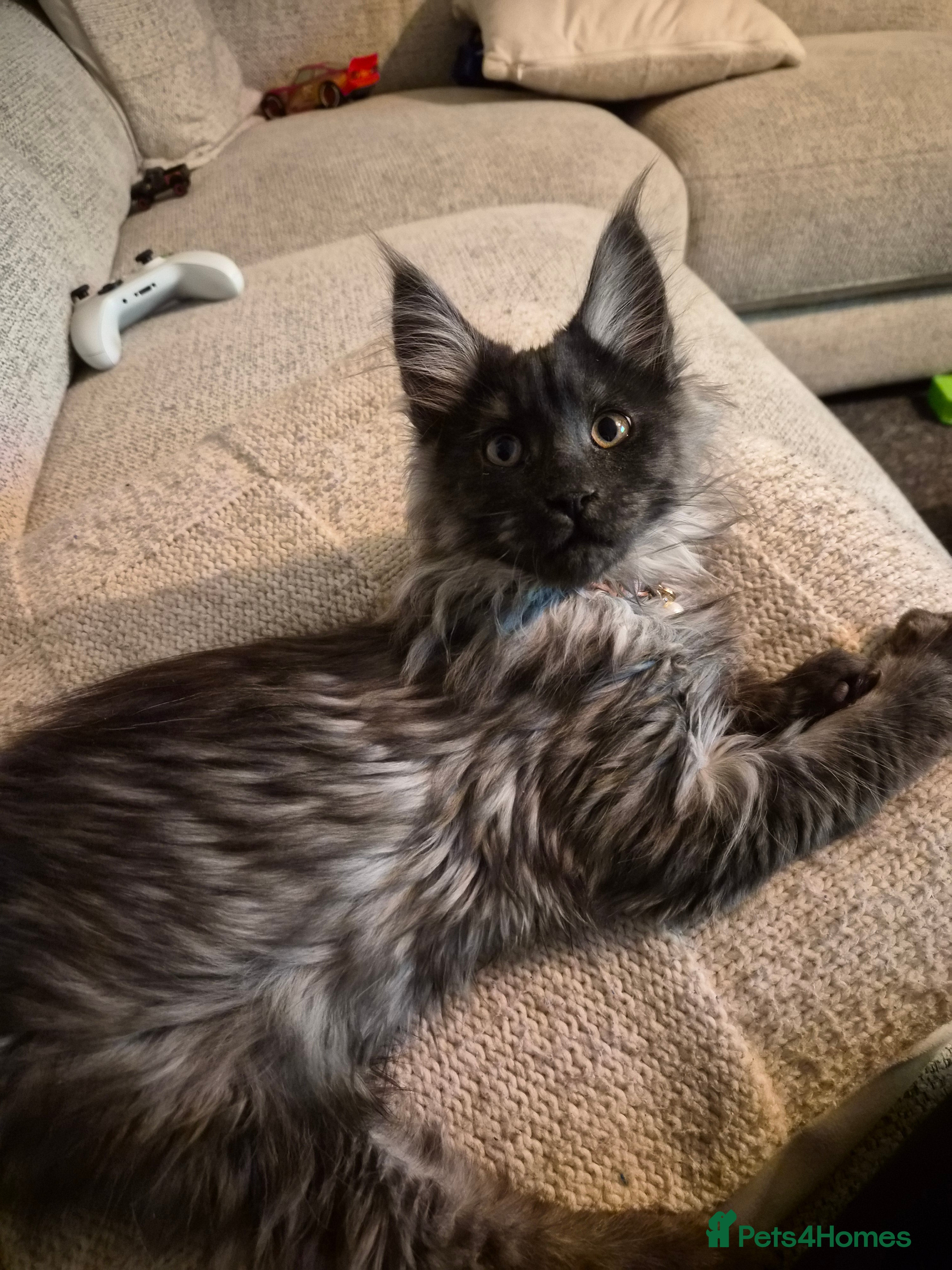 Maine Coon cats Gorgeous mainecoon kitten 💖 - Advert 17