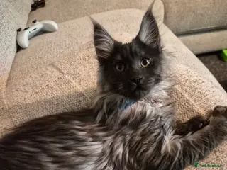 Maine Coon cats Gorgeous mainecoon kitten 💖 - Advert 17