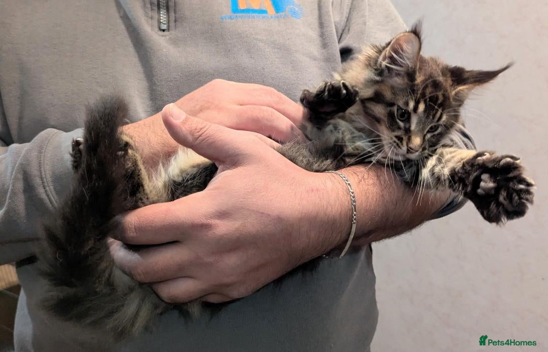 Maine Coon cats for sale: 🎄GCCF XXL Maine Coon Kitties-RARE OPPORTUNITY🎄  - Advert 2