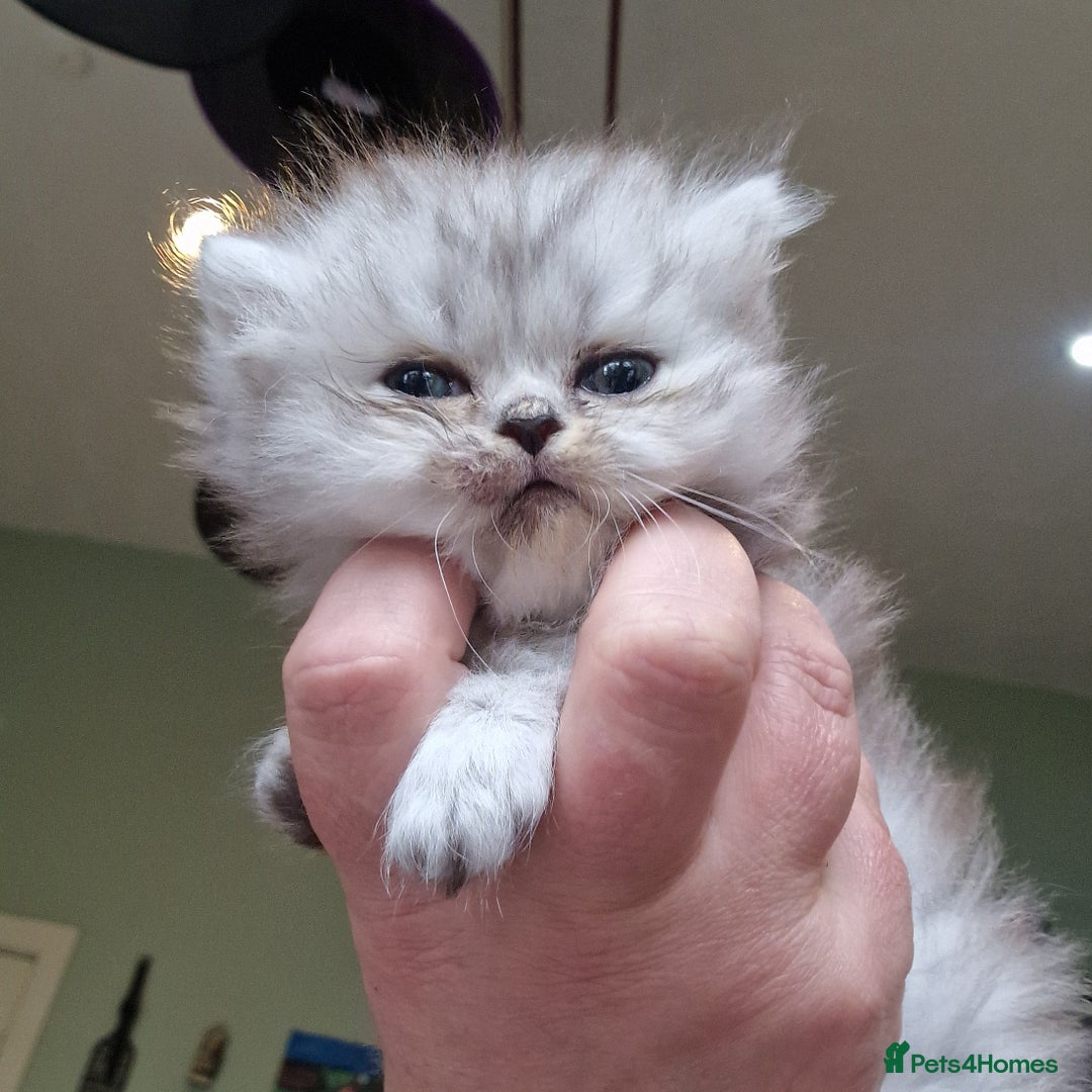 Persian cats for sale: Persian with Himalyan kitten  - Image 9