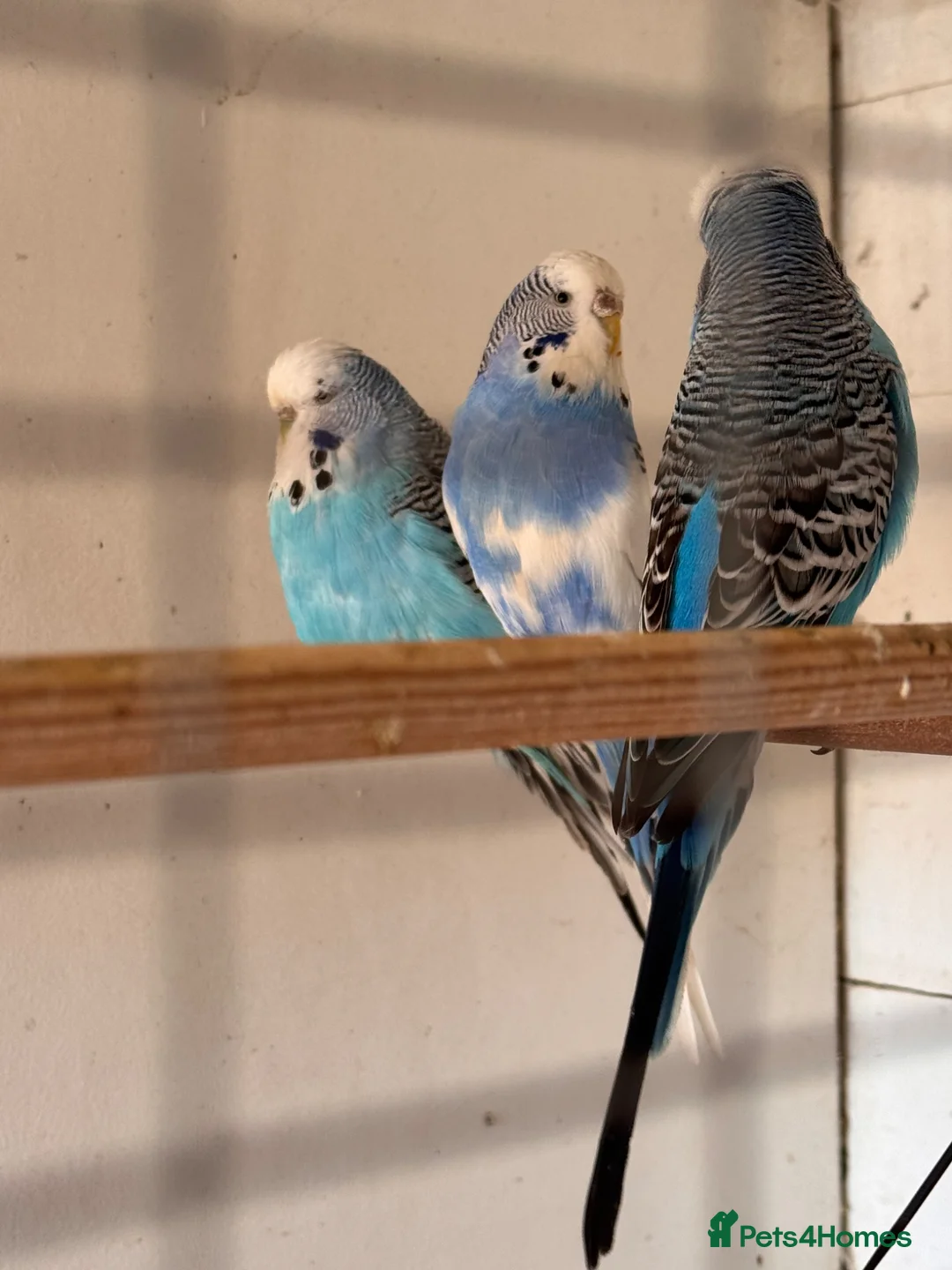 Budgerigars birds for sale: Budgies free to a good home  in Saint Leonards-on-sea - Advert 2