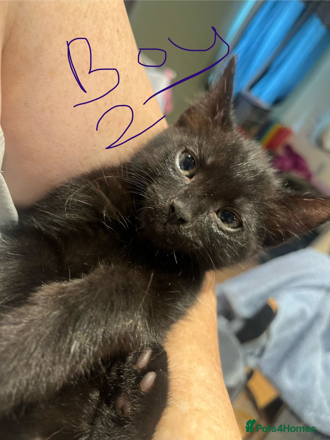 Bengal cats for sale: Kitten ❤️ - Image 6