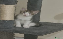 Domestic Shorthair cats for sale: Male tabby cat. - Image 3