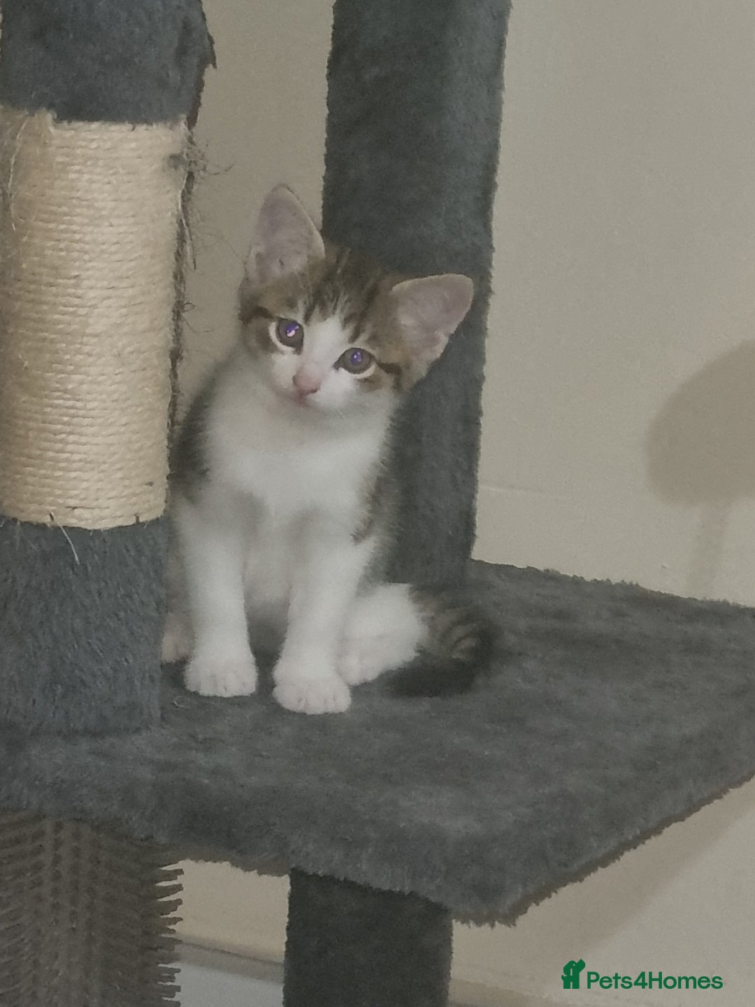 Domestic Shorthair cats for sale: Male tabby cat. - Image 3