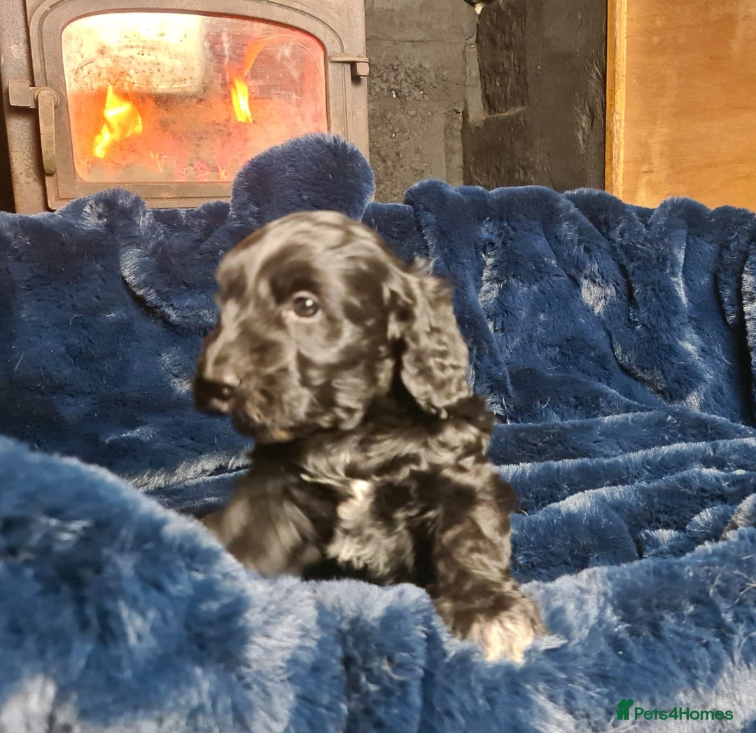 Cockapoo dogs for sale: Exceptional Cockapoo Puppies for Sale - Advert 19