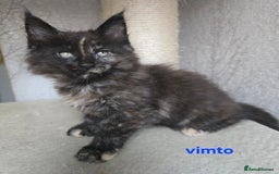 Maine Coon cats for sale: Maine Coon Kittens Tortie/Torbie Russian lines - Image 34