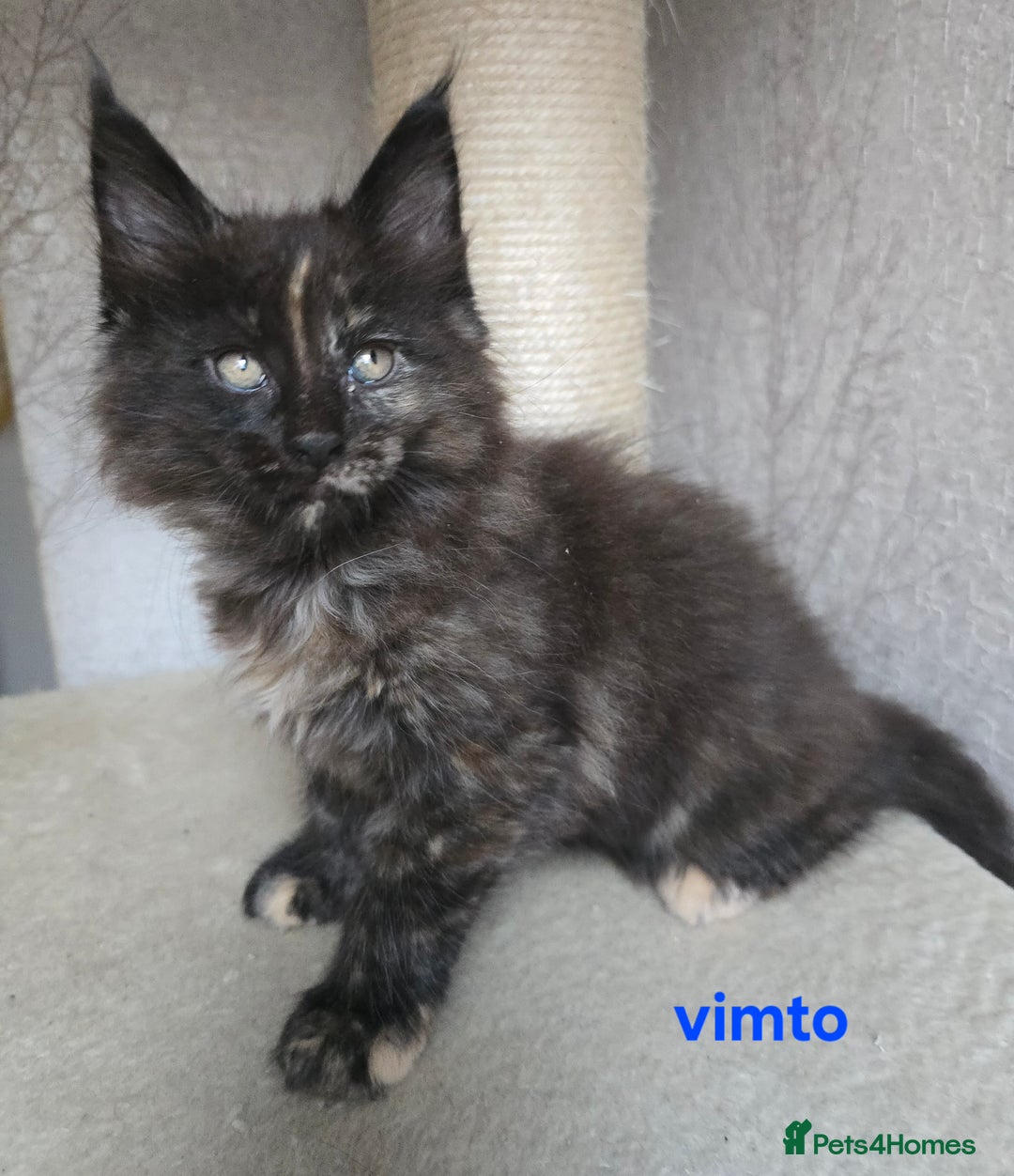 Maine Coon cats for sale: Maine Coon Kittens Tortie/Torbie Russian lines - Image 34