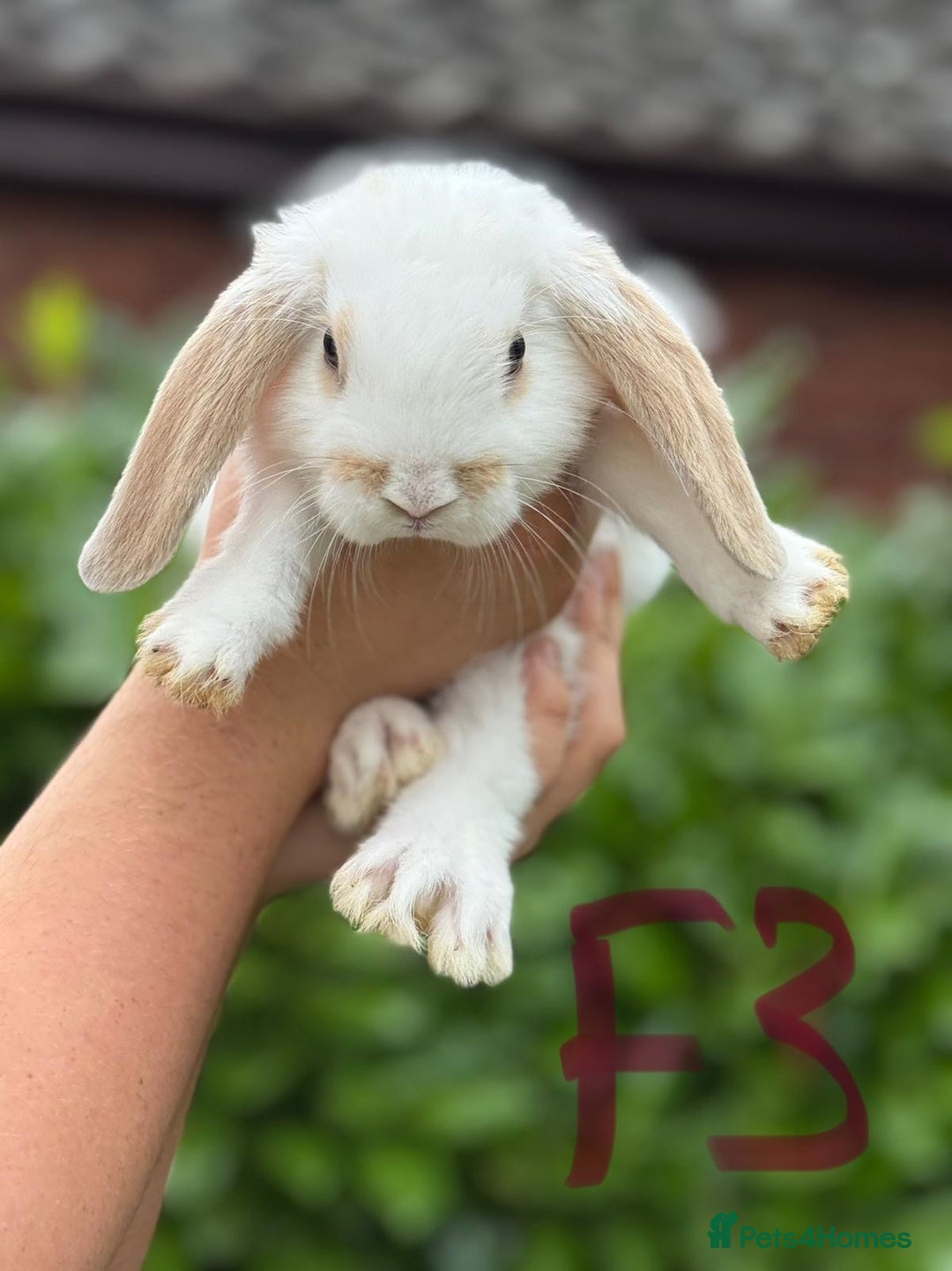 Mixed Breed rabbits for sale: Litter of Rabbit kits - Image 6