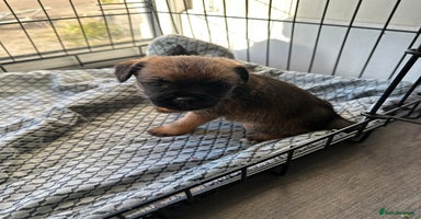 Border Terrier dogs Beautiful Border Terrier Female Pup  - Advert 7