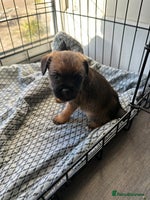 Border Terrier dogs Beautiful Border Terrier Female Pup - Advert 4