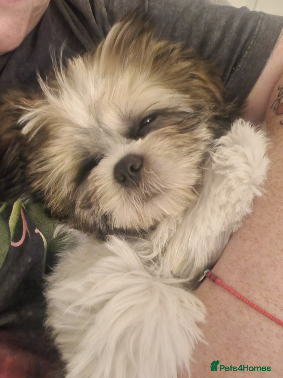 Shih Tzu dogs for sale: Shitzu for sale.3 months old. - Image 2