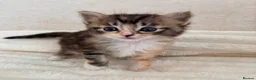 Ragdoll cats for sale: Ragdoll kittens - Advert 5