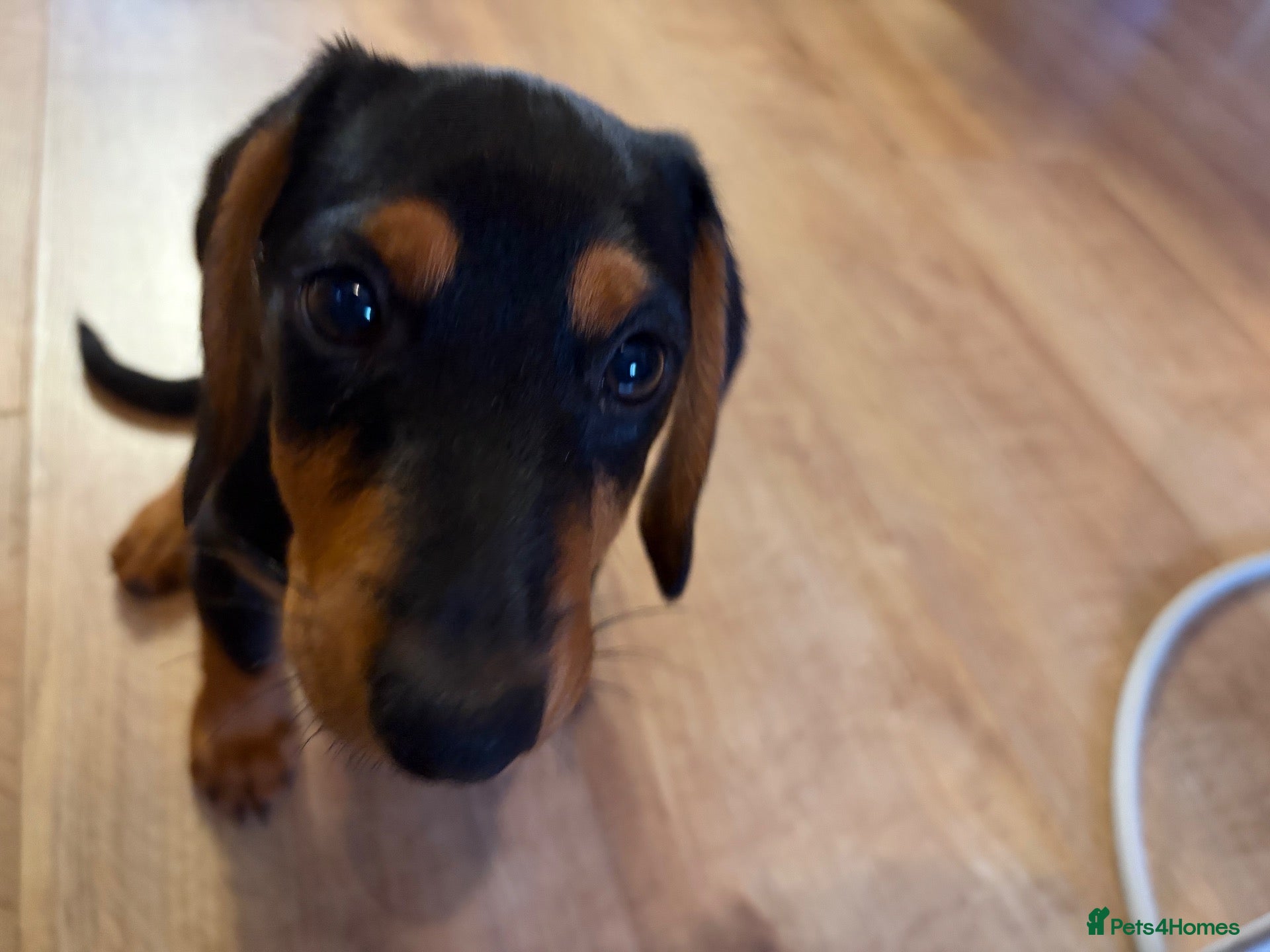 Mixed Breed dogs Black and tan dashchund - Advert 1