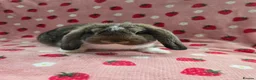 German Lop rabbits for sale: Pure German Lop ☆silly tame last boy - Advert 11