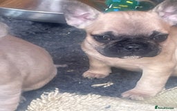 French Bulldog dogs for sale: Ready now!!! Rainbow litter - Image 1