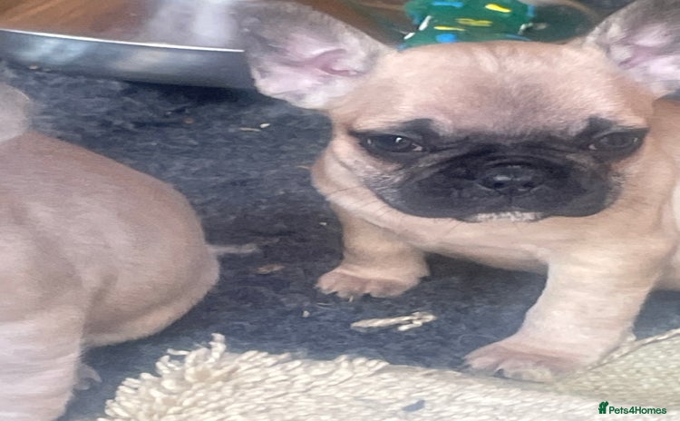 French Bulldog dogs - Advert 9