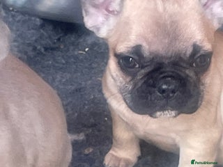 French Bulldog dogs - Advert 3