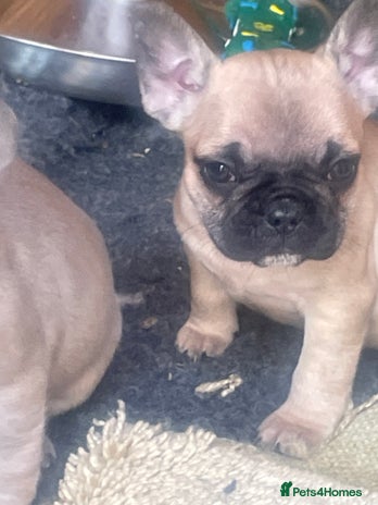 French Bulldog dogs - Advert 9