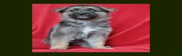 Mixed Breed dogs for sale: 8 beautiful healthy  puppies ,  German shepherd  - Advert 18